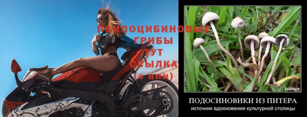 прущие грибы Гусь-Хрустальный
